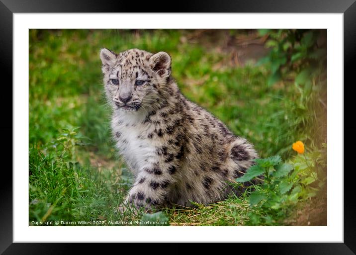 Baby Snow Leopard Framed Mounted Print by Darren Wilkes