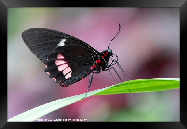 Ruby - Spotted Swallowtail Framed Print by Darren Wilkes
