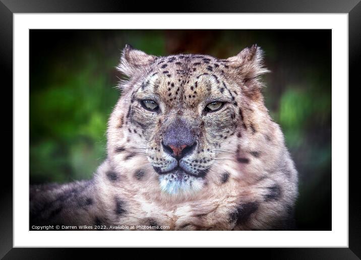 The Elusive Snow Leopard Framed Mounted Print by Darren Wilkes