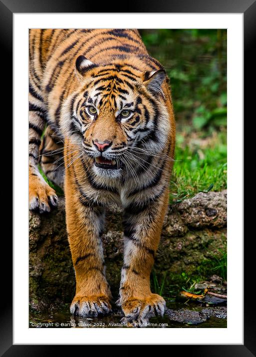 The Fierce and Endangered Amur Tiger Framed Mounted Print by Darren Wilkes