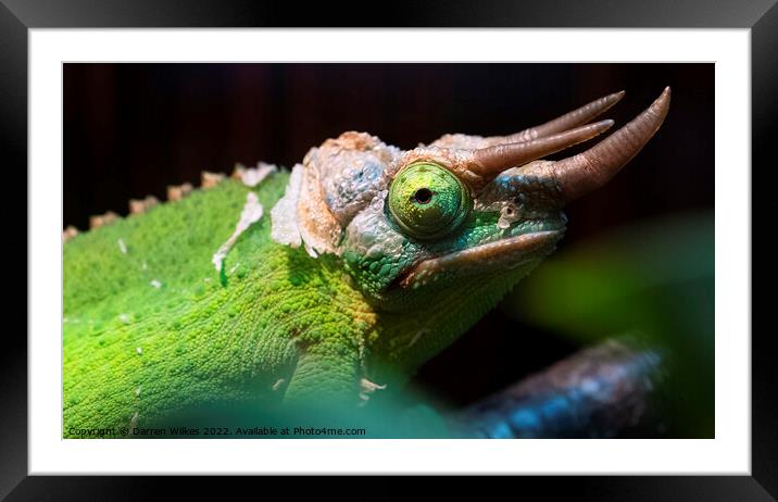 Jackson's chameleon  Framed Mounted Print by Darren Wilkes