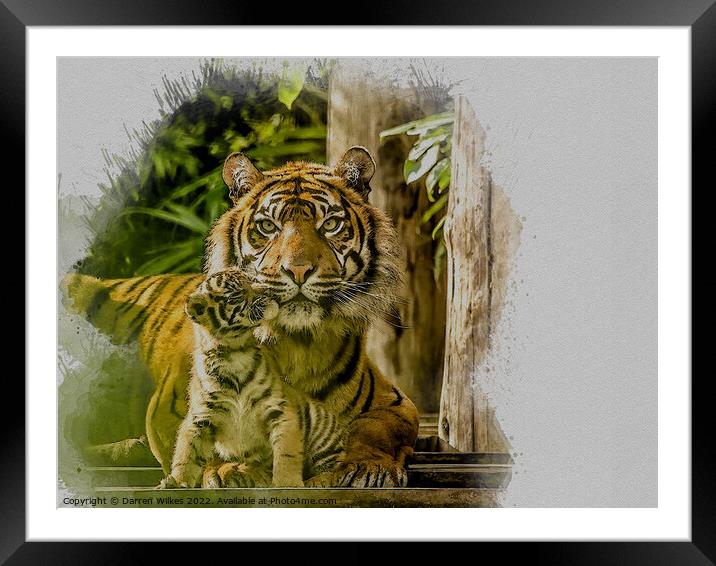 Tiger Watercolour Art Framed Mounted Print by Darren Wilkes