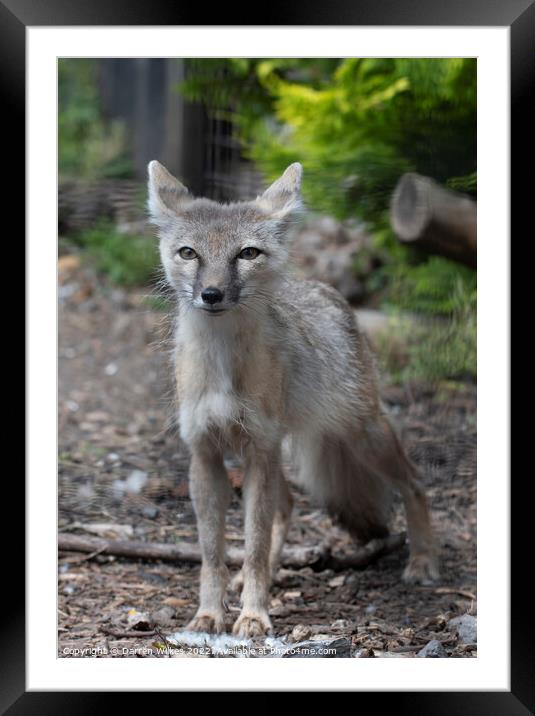 Corsac fox Framed Mounted Print by Darren Wilkes