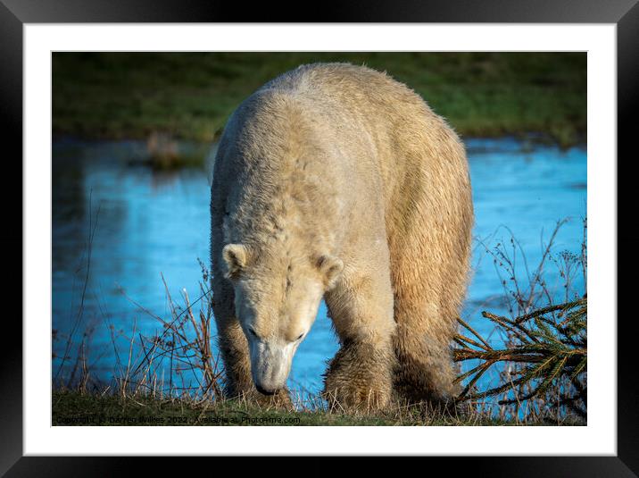 Polar Bear Canada Framed Mounted Print by Darren Wilkes