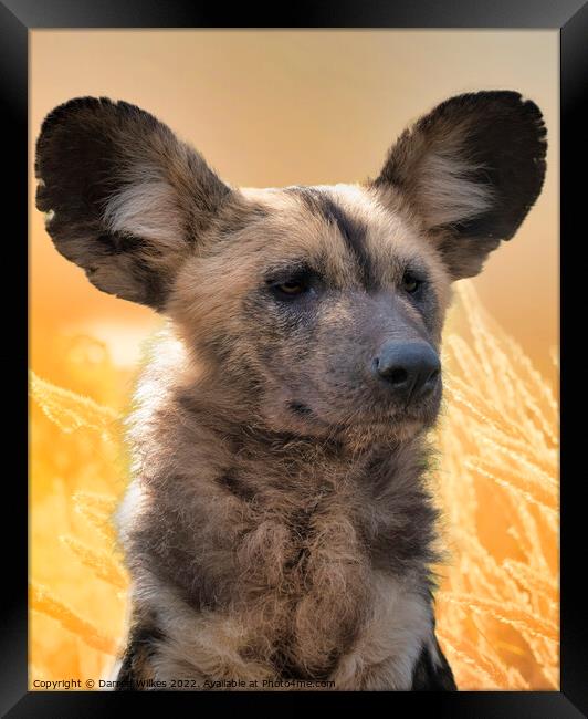 African Painted Dog  Framed Print by Darren Wilkes