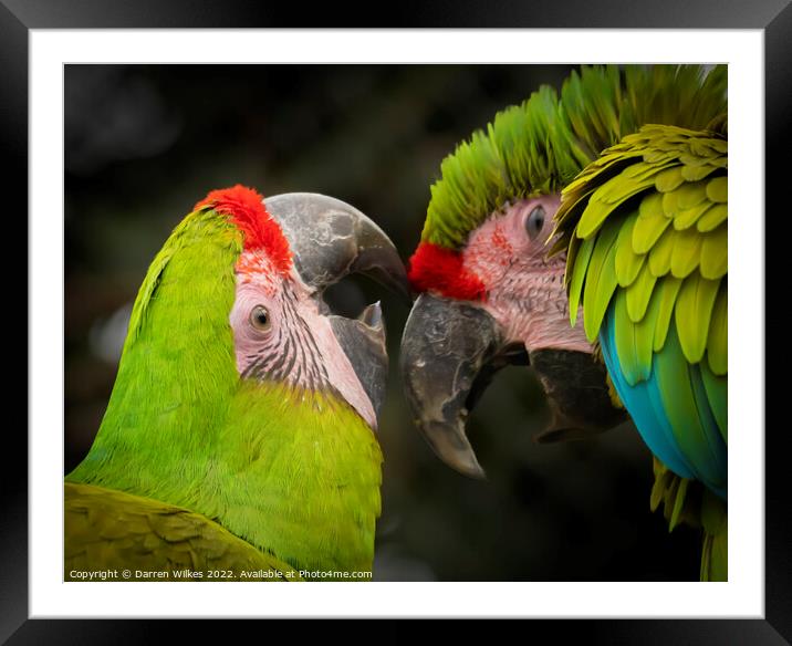 The Great Green Macaw Framed Mounted Print by Darren Wilkes