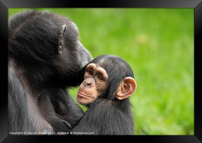  Chimpanzee Mother and Young Framed Print by Darren Wilkes