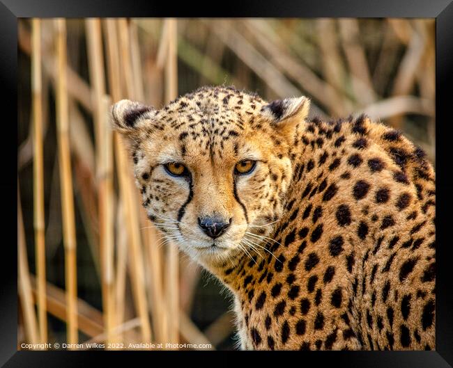 Cheetah Africa Framed Print by Darren Wilkes