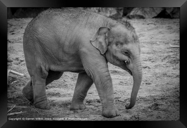 Baby Asian Elephant Framed Print by Darren Wilkes
