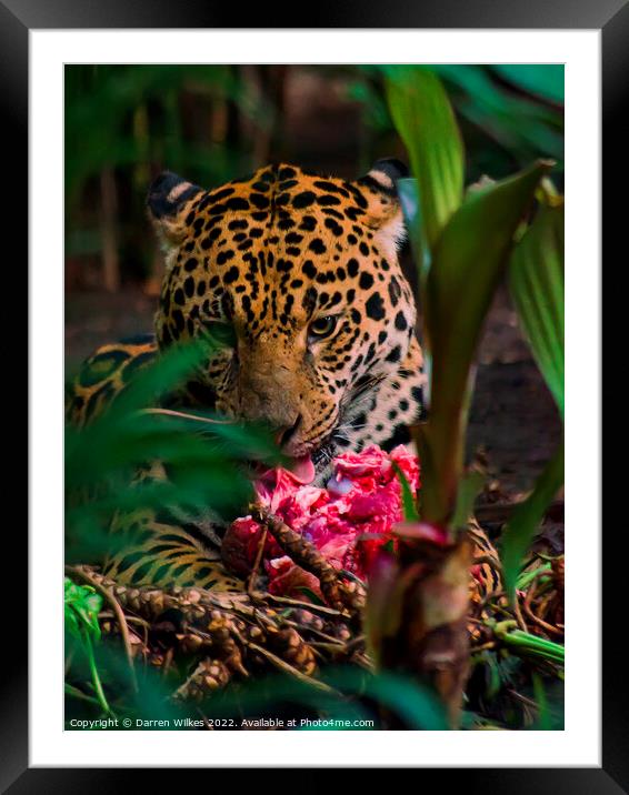 Jaguar eating meat  Framed Mounted Print by Darren Wilkes