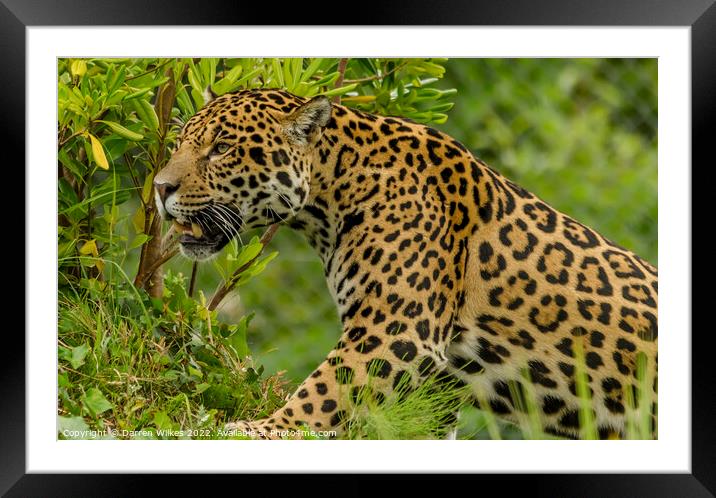 Jaguar  Framed Mounted Print by Darren Wilkes