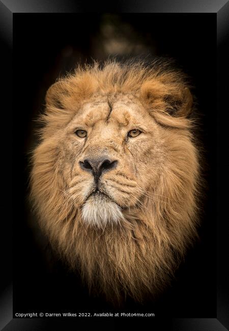 Male Asiatic Lion Framed Print by Darren Wilkes