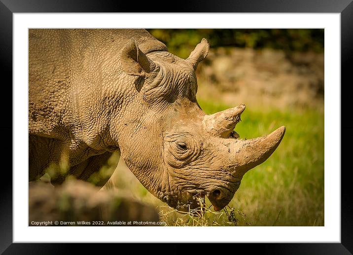 Black Rhinoceros Framed Mounted Print by Darren Wilkes