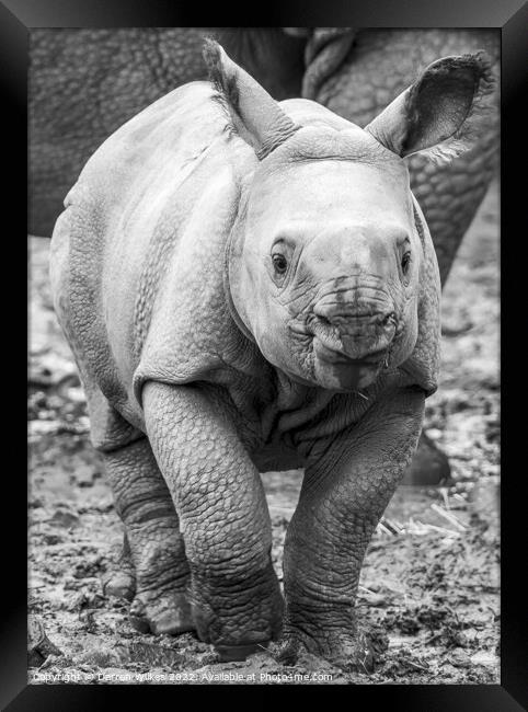 Baby One Horned Rhino Framed Print by Darren Wilkes
