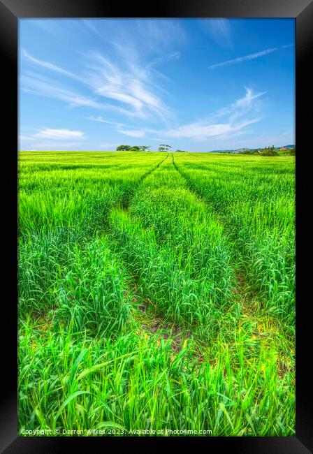 Golden Harvest Framed Print by Darren Wilkes