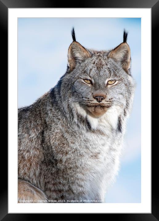 Canadian Lynx - Canada Framed Mounted Print by Darren Wilkes