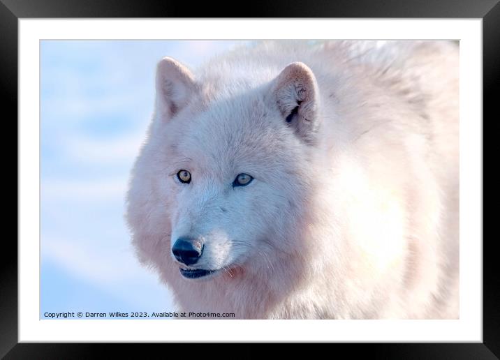 Arctic Wolf -  Canis lupus arctos Framed Mounted Print by Darren Wilkes