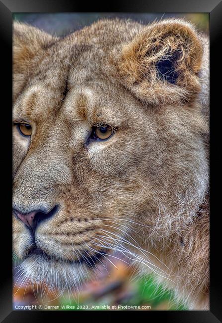 Asiatic Lion Female  Framed Print by Darren Wilkes
