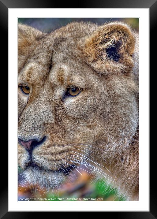 Asiatic Lion Female  Framed Mounted Print by Darren Wilkes