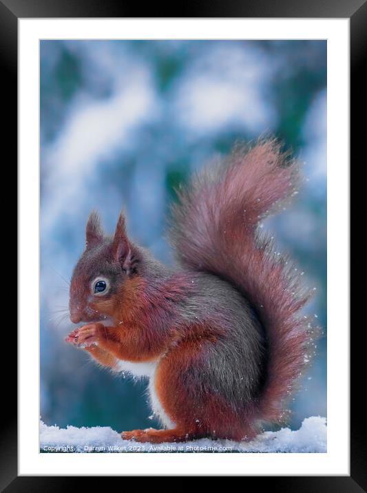 The Resilient Red Squirrel Framed Mounted Print by Darren Wilkes