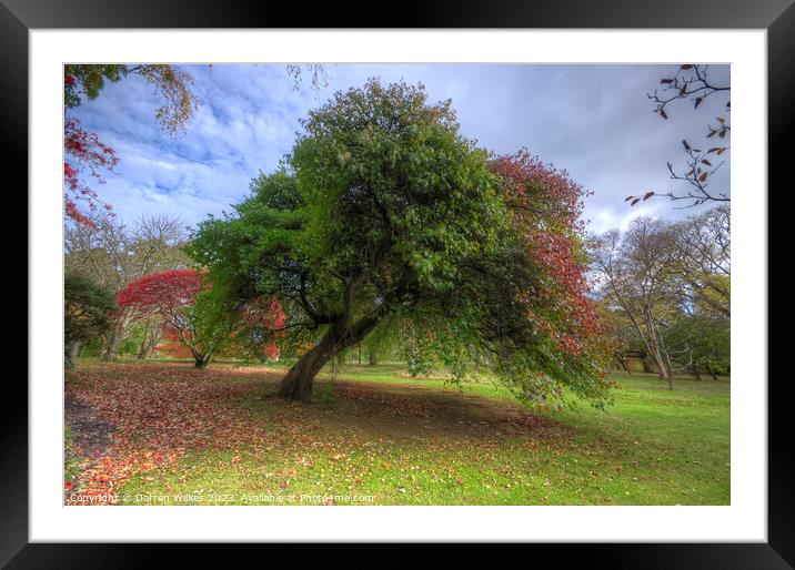 Japanese Acer Tree - Wales  Framed Mounted Print by Darren Wilkes
