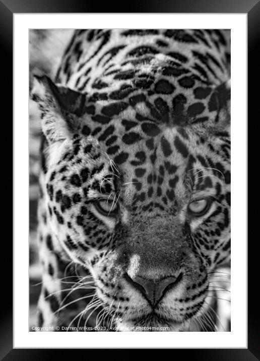 Male Jaguar - Black And White  Framed Mounted Print by Darren Wilkes