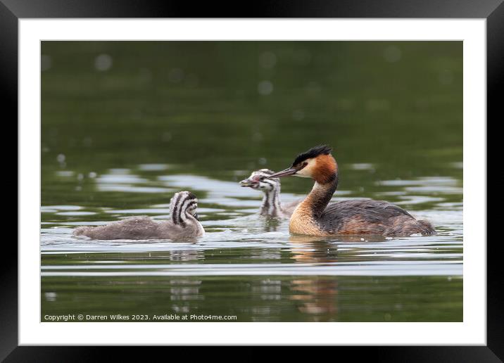 Great Crested Grebe  Framed Mounted Print by Darren Wilkes