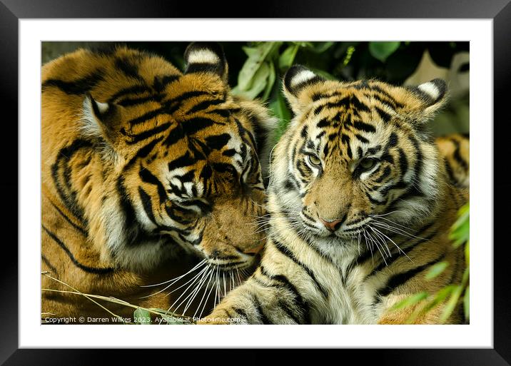 Sumatran Tigers - Panthera tigris sumatrae Framed Mounted Print by Darren Wilkes
