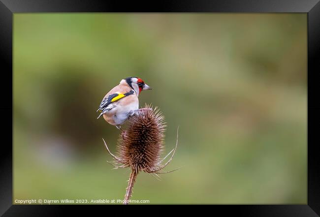 The Vibrant European Goldfinch Framed Print by Darren Wilkes