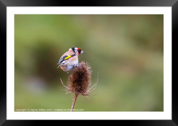 The Vibrant European Goldfinch Framed Mounted Print by Darren Wilkes