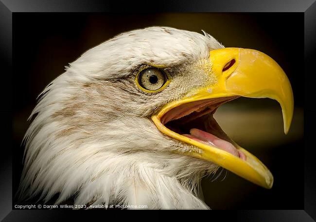 Bald Eagle - Haliaeetus leucocephalus Framed Print by Darren Wilkes