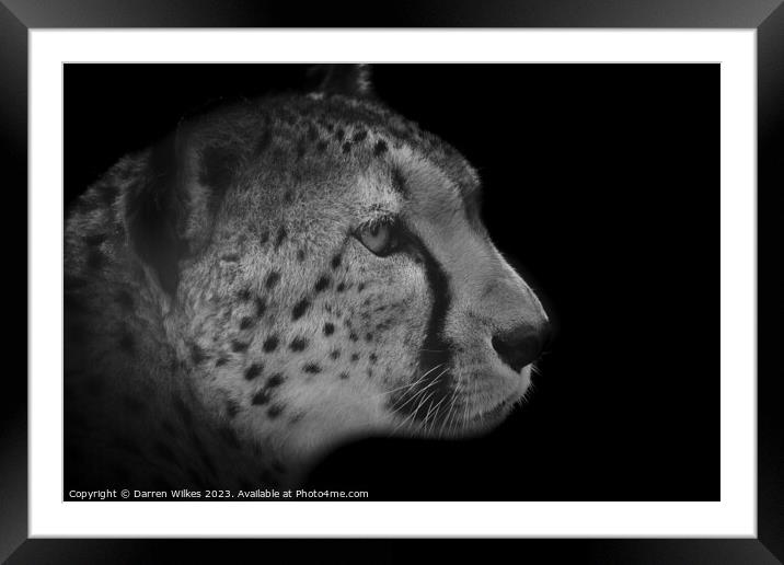 The Fierce Beauty of a Monochrome Cheetah Framed Mounted Print by Darren Wilkes