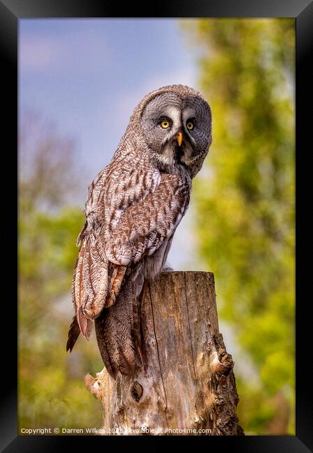 Majestic Great Grey Owl Framed Print by Darren Wilkes