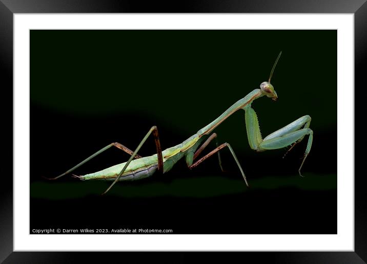 The Master of Ambush Framed Mounted Print by Darren Wilkes