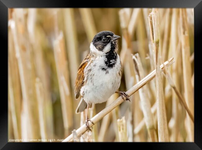 Captivating Reed Bunting Portrait Framed Print by Darren Wilkes
