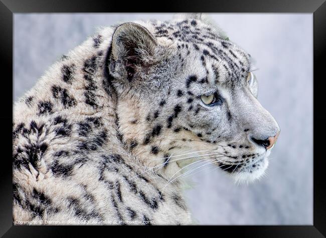 The Elusive Snow Leopard  Framed Print by Darren Wilkes