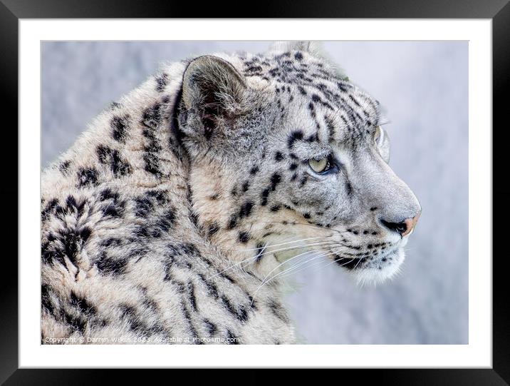 The Elusive Snow Leopard  Framed Mounted Print by Darren Wilkes