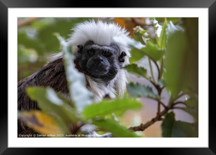 Cotton Top Tamarin  Framed Mounted Print by Darren Wilkes