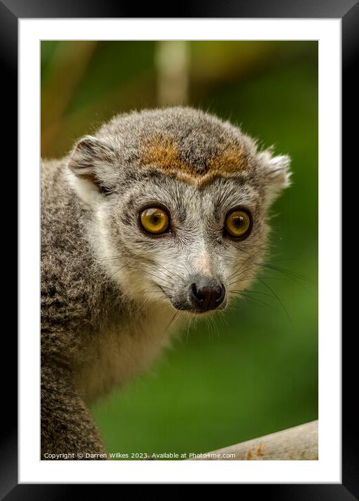 Crowned lemur - Eulemur coronatus Framed Mounted Print by Darren Wilkes