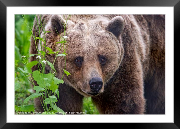 Brown Bear Framed Mounted Print by Darren Wilkes