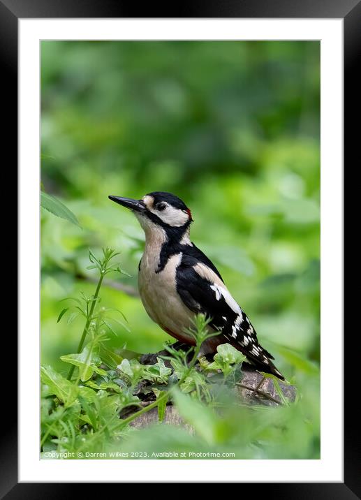 Great spotted Woodpecker Framed Mounted Print by Darren Wilkes