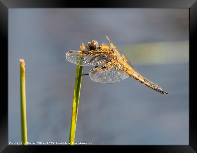 Four spotted Chaser  Framed Print by Darren Wilkes