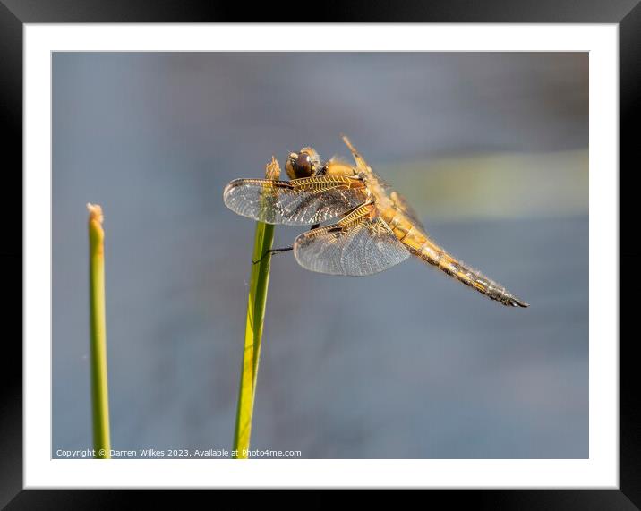 Four spotted Chaser  Framed Mounted Print by Darren Wilkes