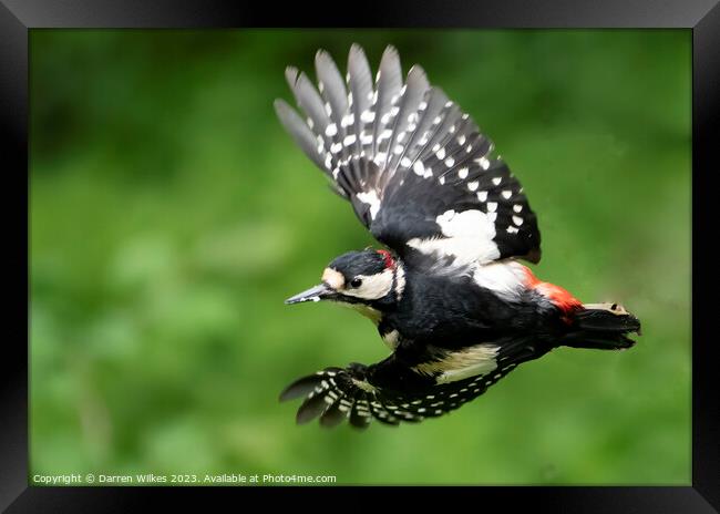 Greater Spotted Woodpecker flight Framed Print by Darren Wilkes