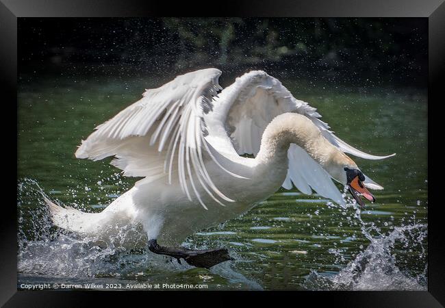 Graceful Swan in a Serene Lake Framed Print by Darren Wilkes