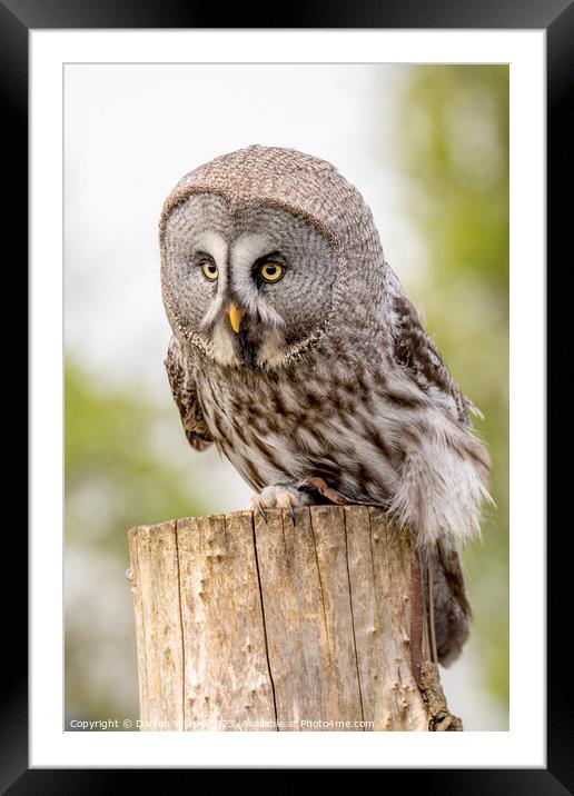 The Great Grey Owl - Strix nebulosa Framed Mounted Print by Darren Wilkes