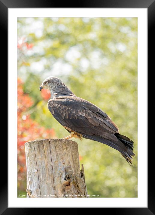 Black Kite Resting In The Afternoon Sun  Framed Mounted Print by Darren Wilkes