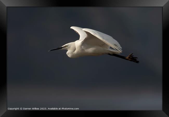 Little Egret In Flight  Framed Print by Darren Wilkes