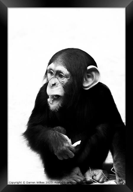 A Young Chimpanzee - Black And White   Framed Print by Darren Wilkes