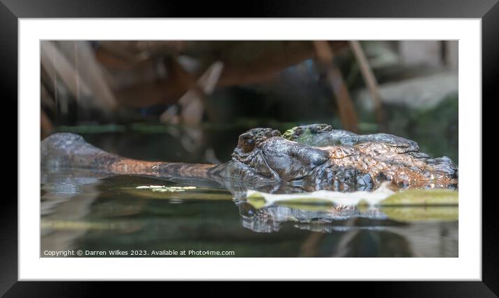 Gharial Crocodile - Gavialis gangeticus Framed Mounted Print by Darren Wilkes